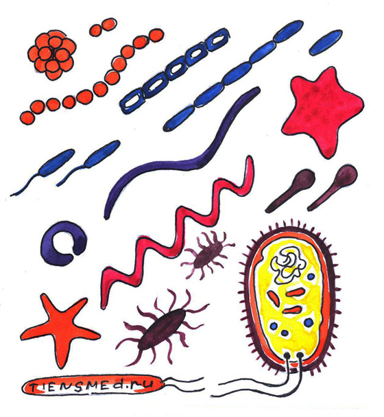 Полезные бактерии картинки